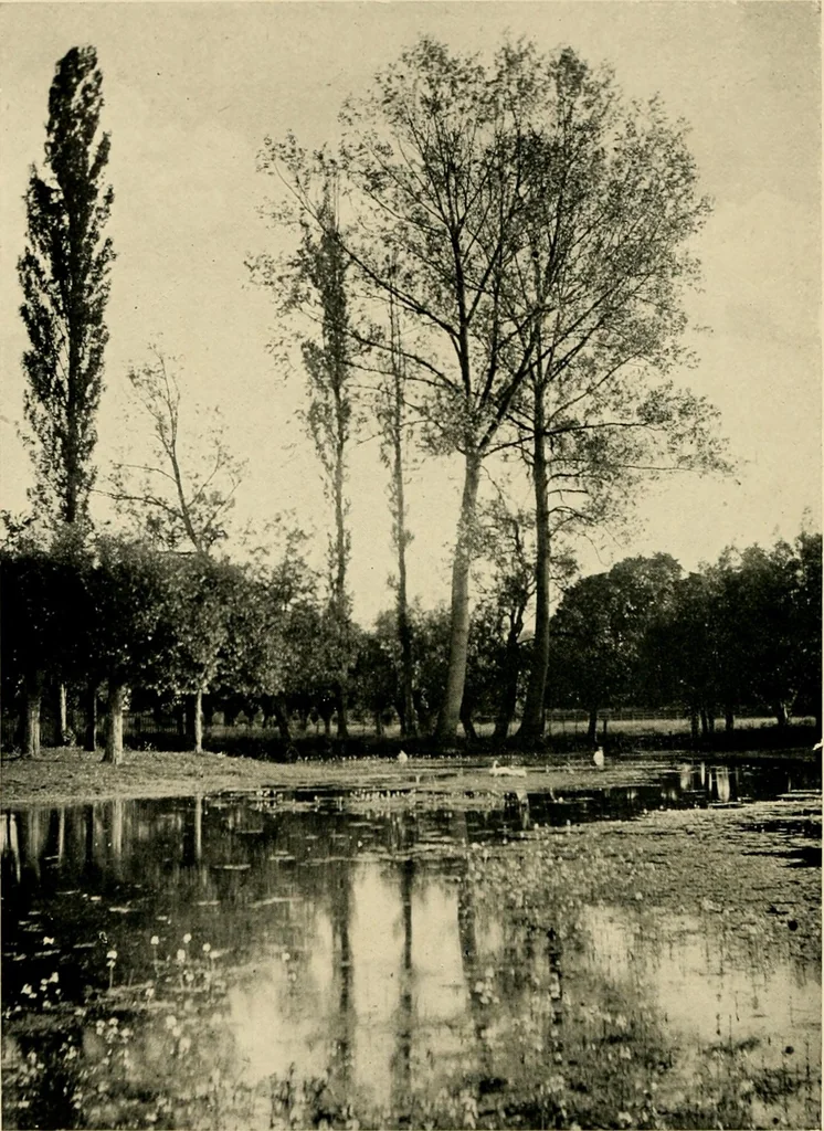 An illustration from Wall and water gardens, 1902, leaf 265
