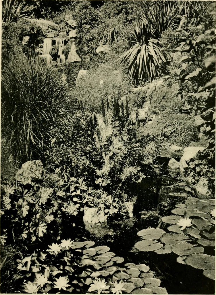 An illustration from Wall and water gardens, 1902, leaf 268