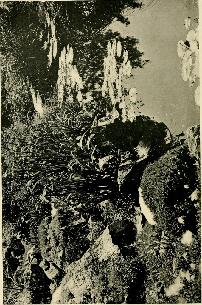 An illustration from Wall and water gardens, 1902, leaf 269