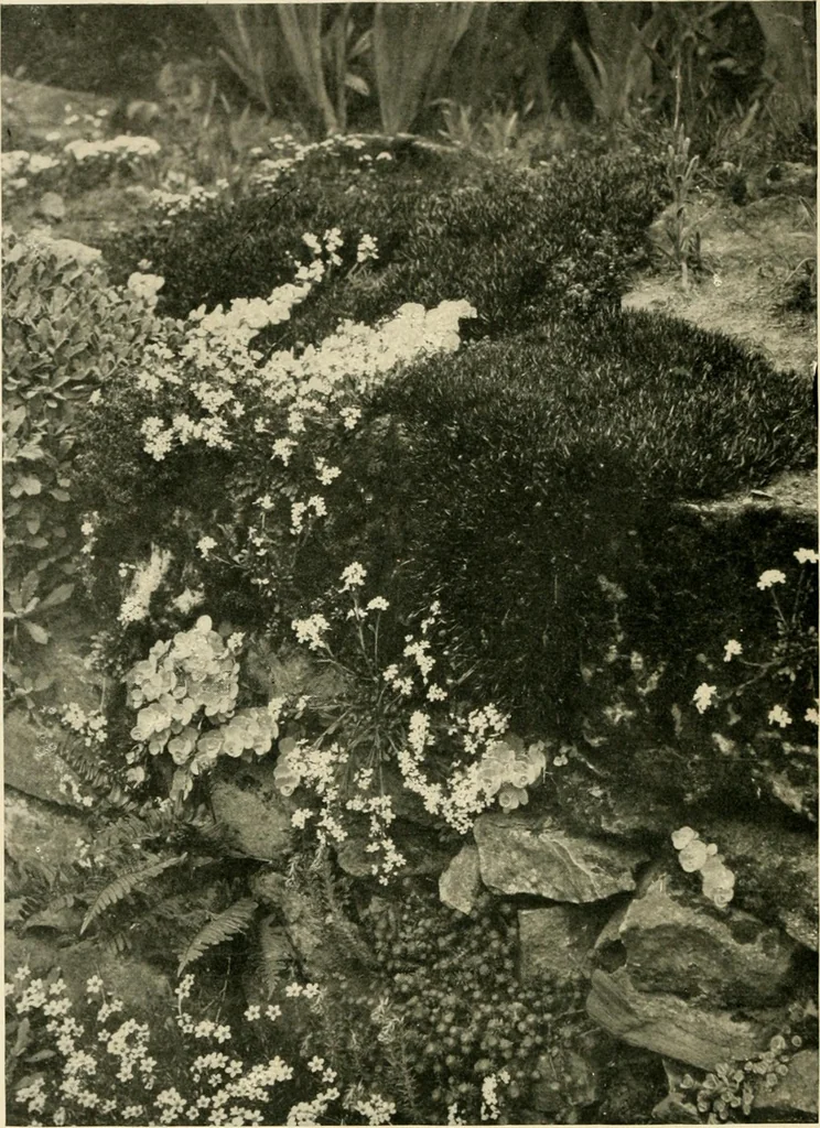 An illustration from Wall and water gardens, 1902, leaf 27