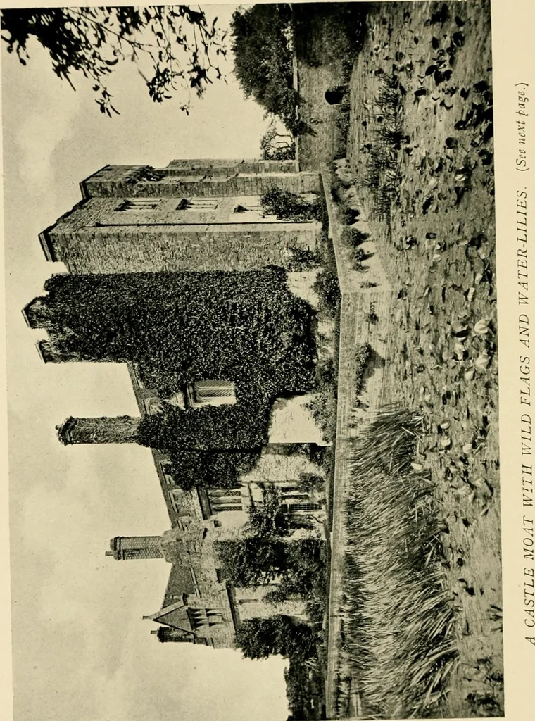 An illustration from Wall and water gardens, 1902, leaf 273