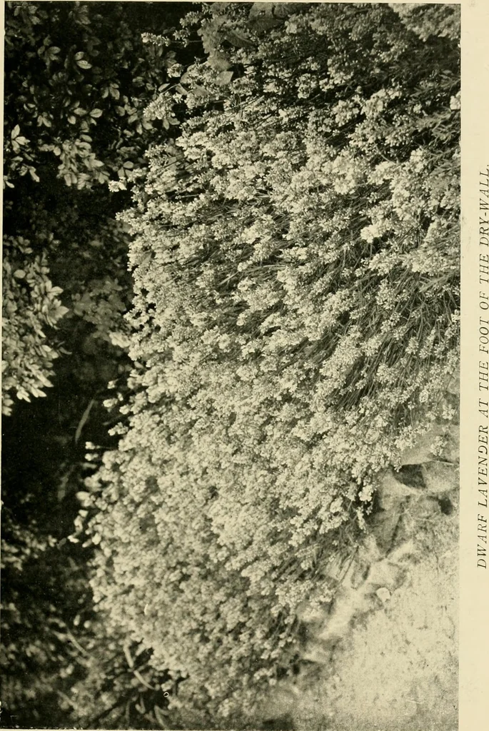 An illustration from Wall and water gardens, 1902, leaf 30