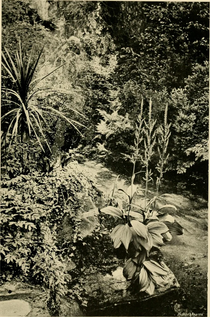 An illustration from Wall and water gardens, 1902, leaf 328