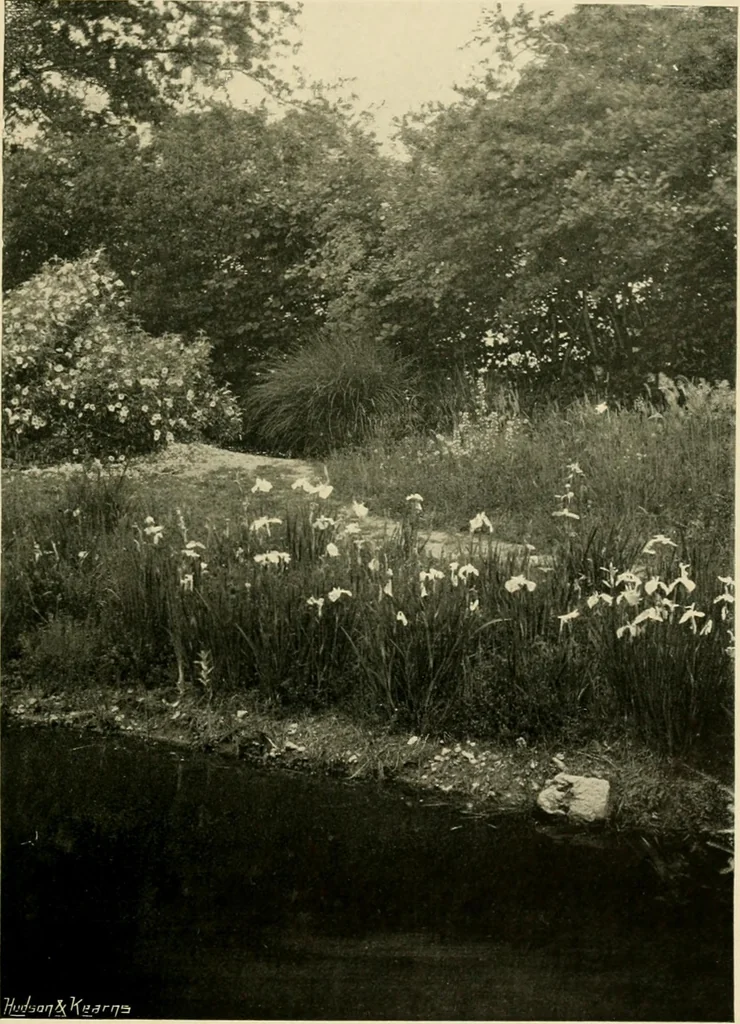 An illustration from Wall and water gardens, 1902, leaf 332