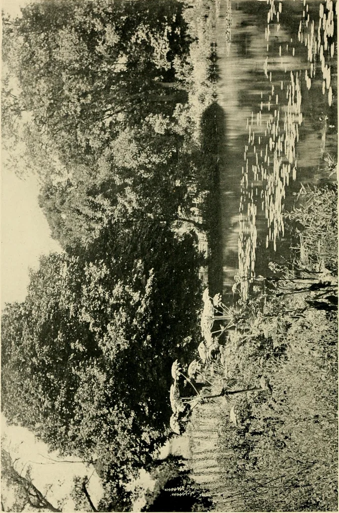An illustration from Wall and water gardens, 1902, leaf 333