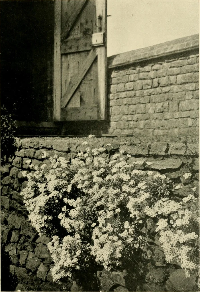 An illustration from Wall and water gardens, 1902, leaf 34