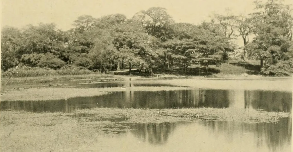 An illustration from Wall and water gardens, 1902, leaf 344