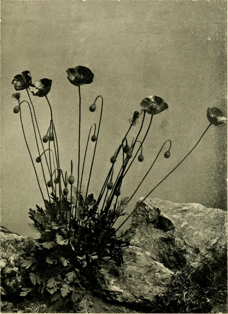 An illustration from Wall and water gardens, 1902, leaf 38