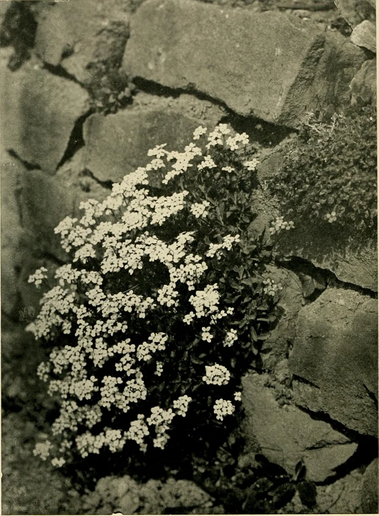 An illustration from Wall and water gardens, 1902, leaf 39
