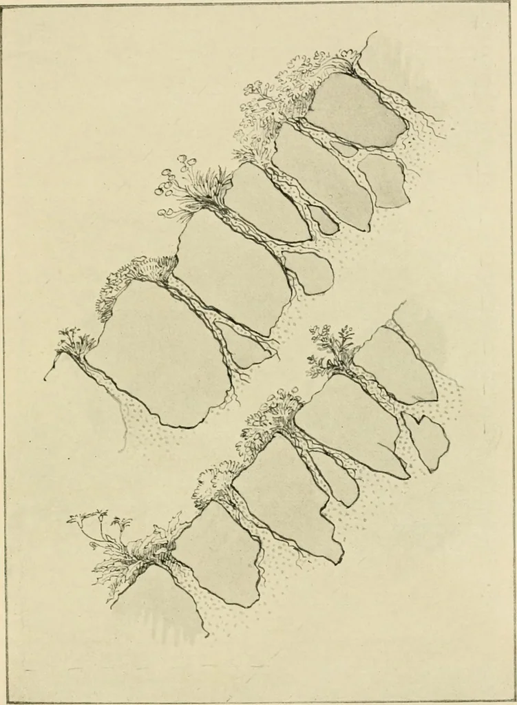 An illustration from Wall and water gardens, 1902, leaf 42