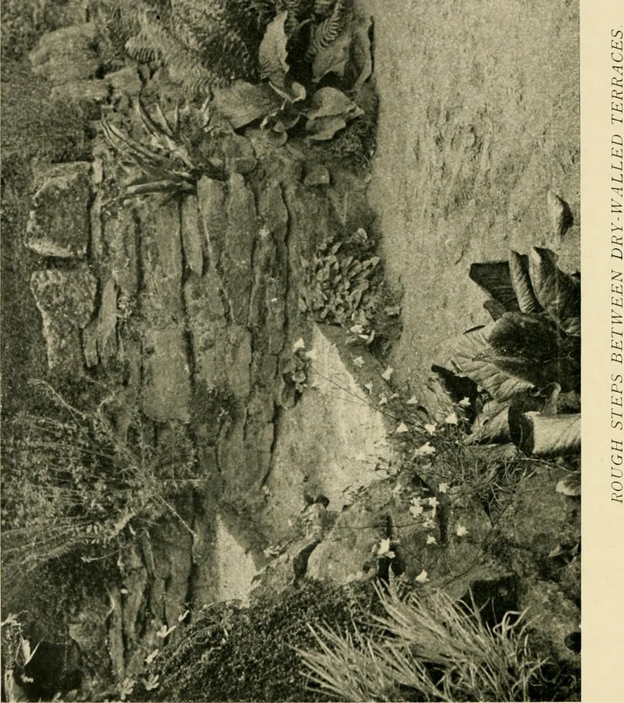 An illustration from Wall and water gardens, 1902, leaf 47