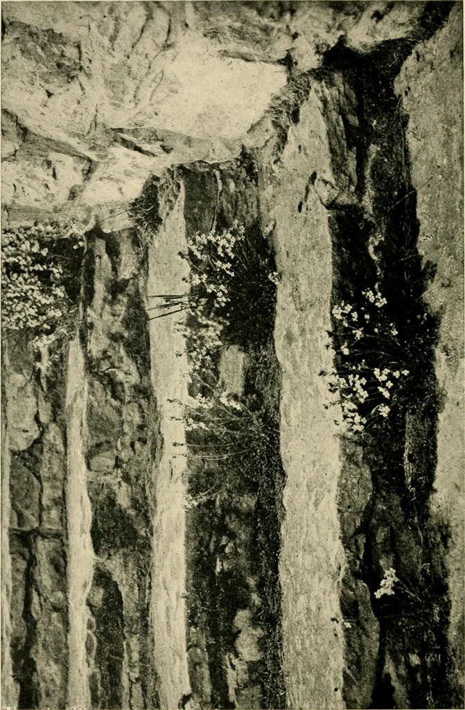 An illustration from Wall and water gardens, 1902, leaf 51