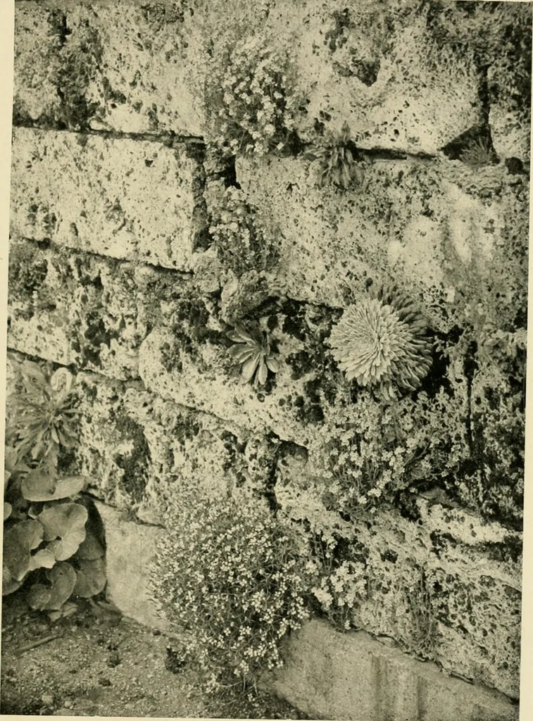 An illustration from Wall and water gardens, 1902, leaf 54