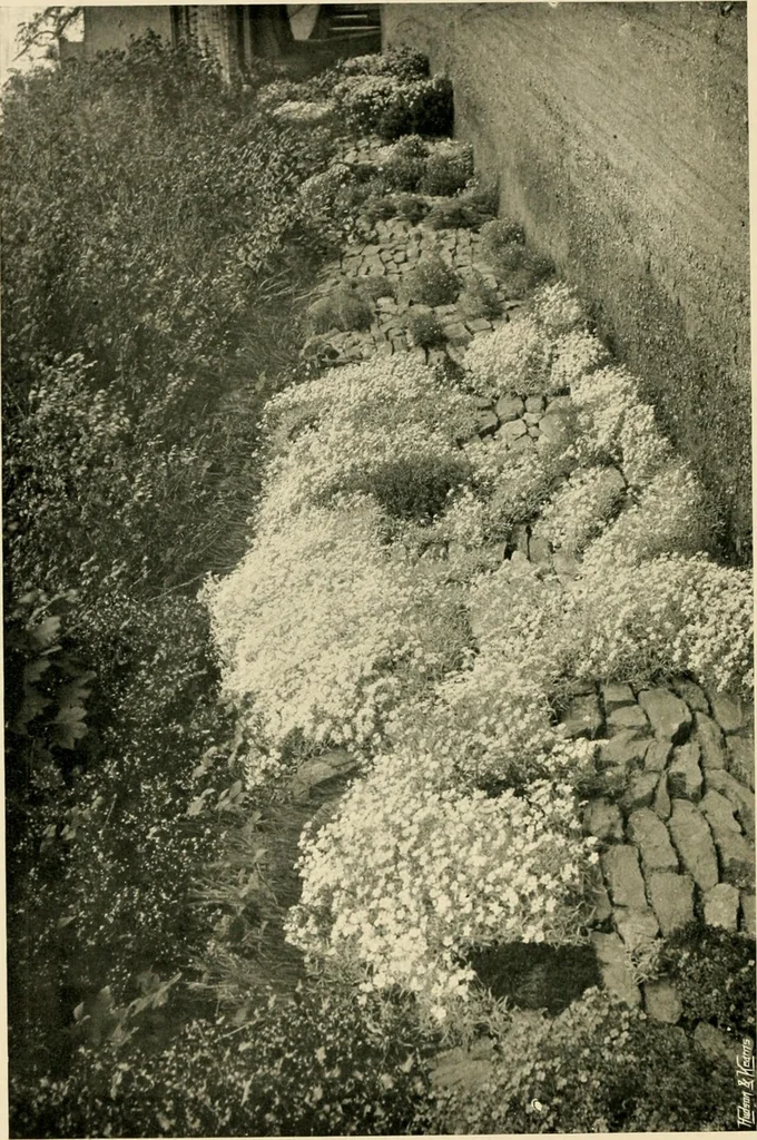 An illustration from Wall and water gardens, 1902, leaf 55