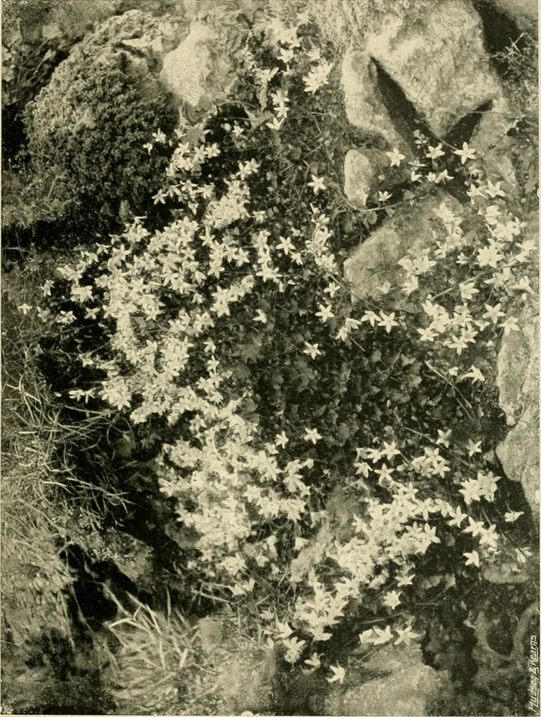 An illustration from Wall and water gardens, 1902, leaf 58