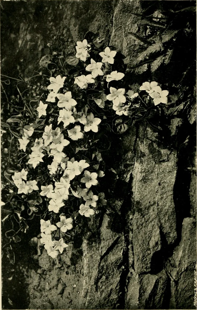An illustration from Wall and water gardens, 1902, leaf 59