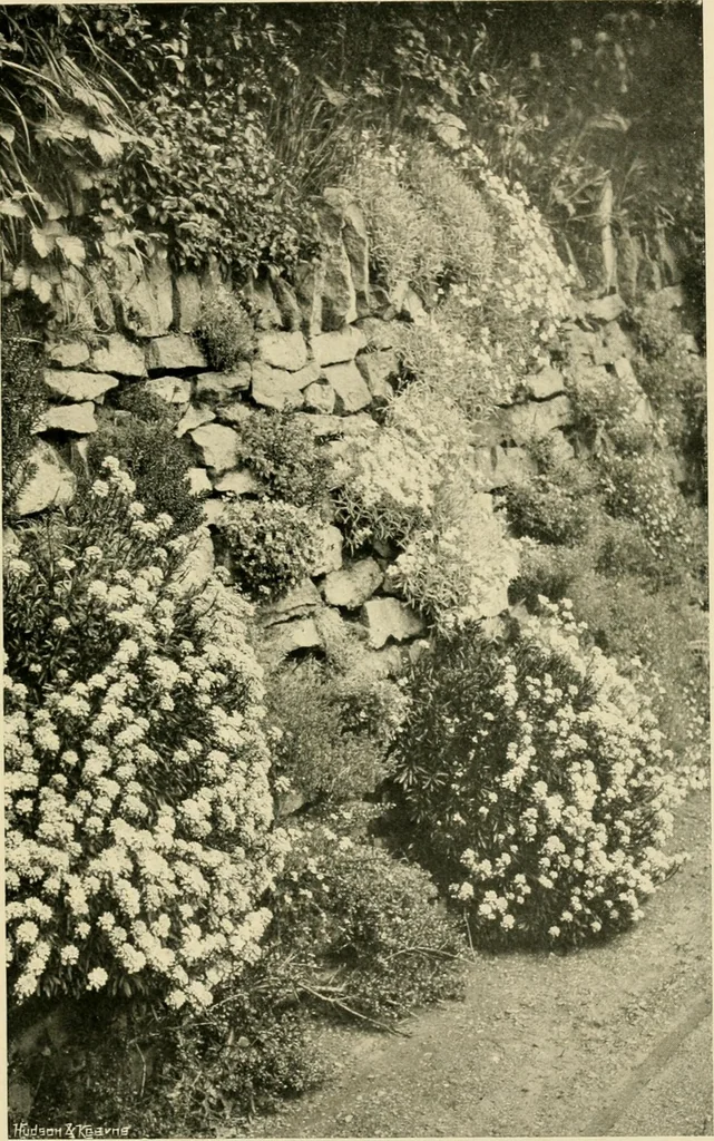 An illustration from Wall and water gardens, 1902, leaf 62