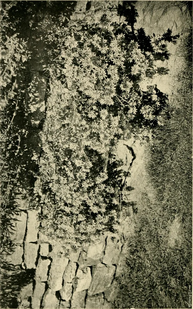 An illustration from Wall and water gardens, 1902, leaf 63