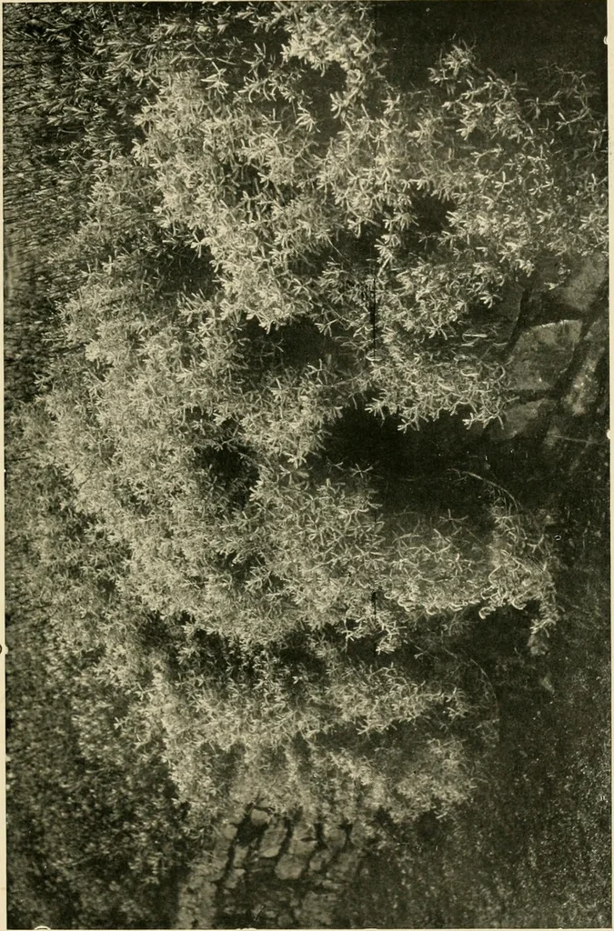 An illustration from Wall and water gardens, 1902, leaf 66