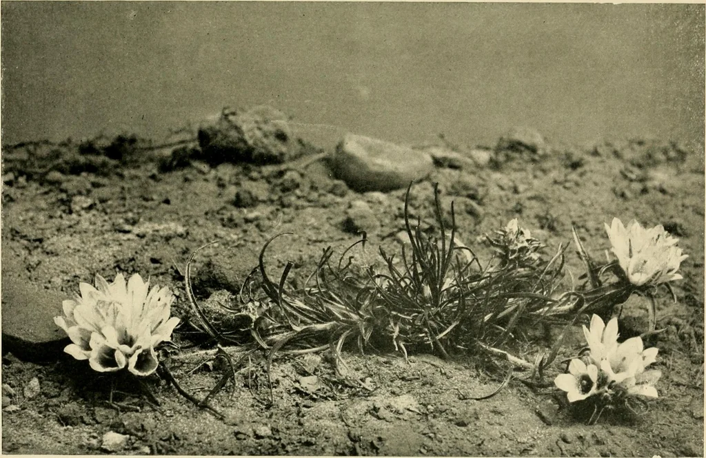 An illustration from Wall and water gardens, 1902, leaf 70