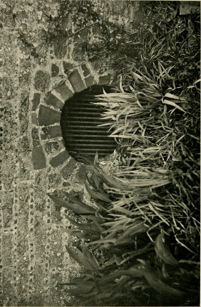 An illustration from Wall and water gardens, 1902, leaf 75