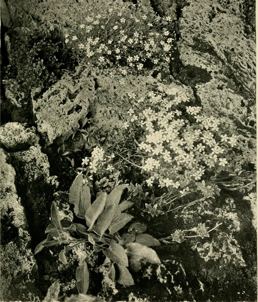An illustration from Wall and water gardens, 1902, leaf 76