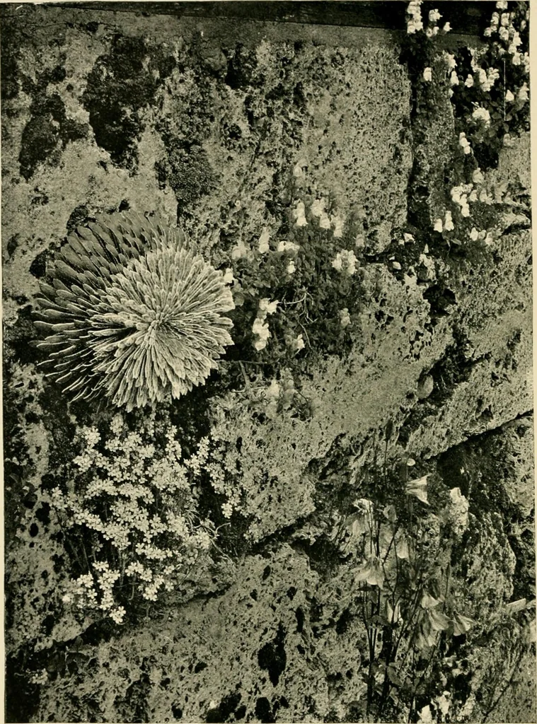 An illustration from Wall and water gardens, 1902, leaf 77