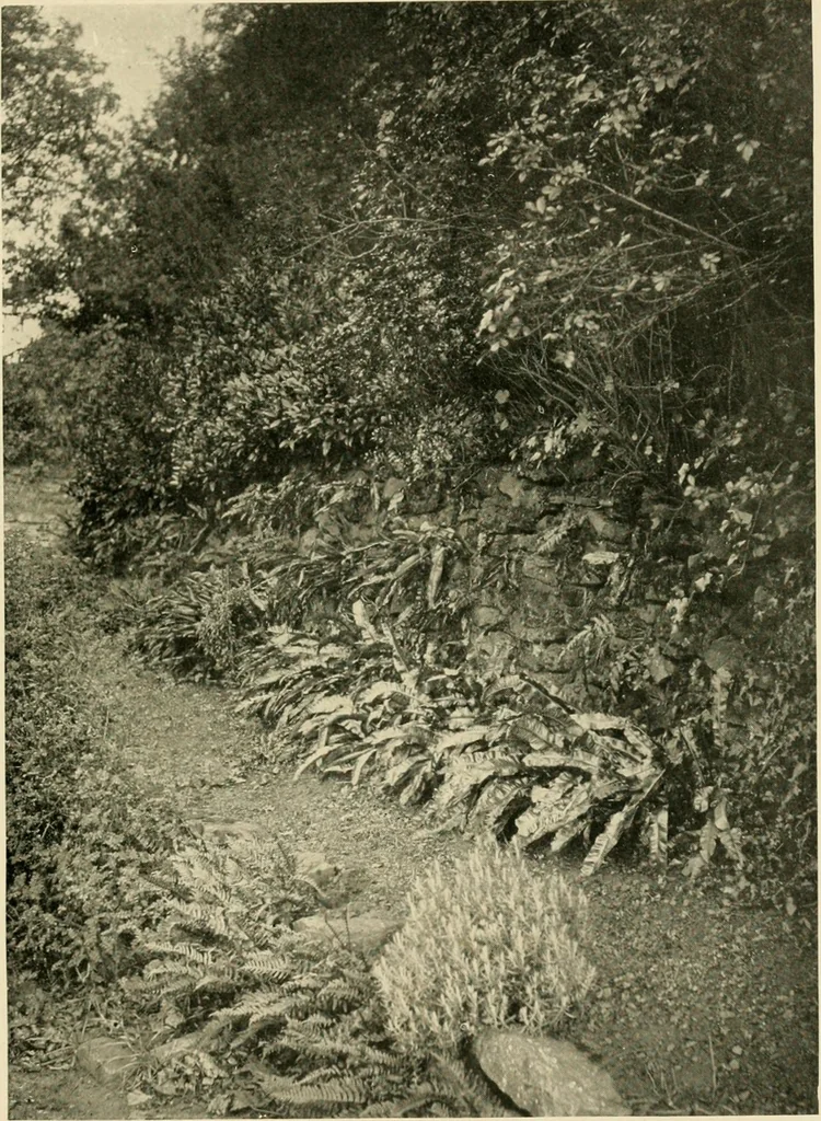 An illustration from Wall and water gardens, 1902, leaf 80