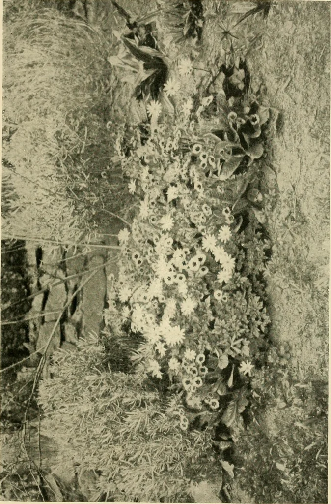 An illustration from Wall and water gardens, 1902, leaf 84