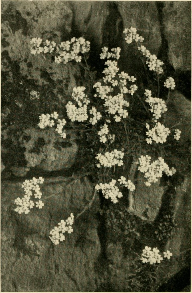 An illustration from Wall and water gardens, 1902, leaf 85