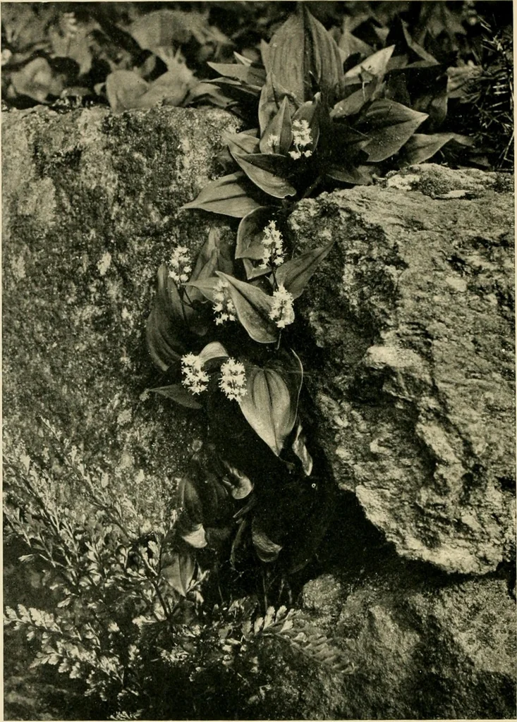 An illustration from Wall and water gardens, 1902, leaf 89