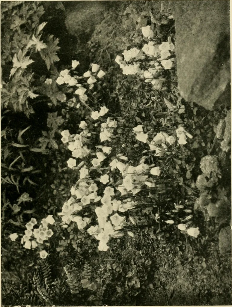 An illustration from Wall and water gardens, 1902, leaf 92