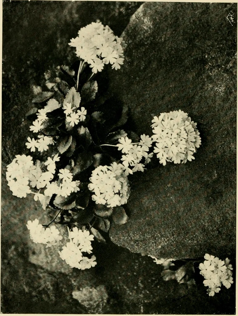 An illustration from Wall and water gardens, 1902, leaf 93