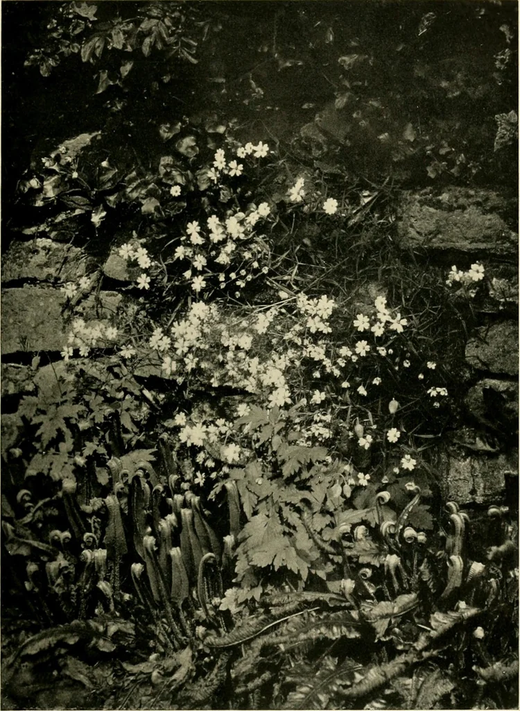An illustration from Wall and water gardens, 1902, leaf 96