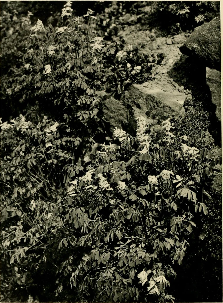 An illustration from Wall and water gardens, 1902, leaf 97