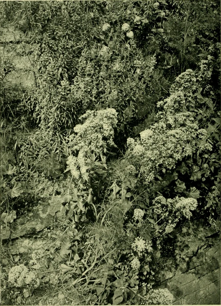 An illustration from Wall and water gardens, 1901, leaf 101
