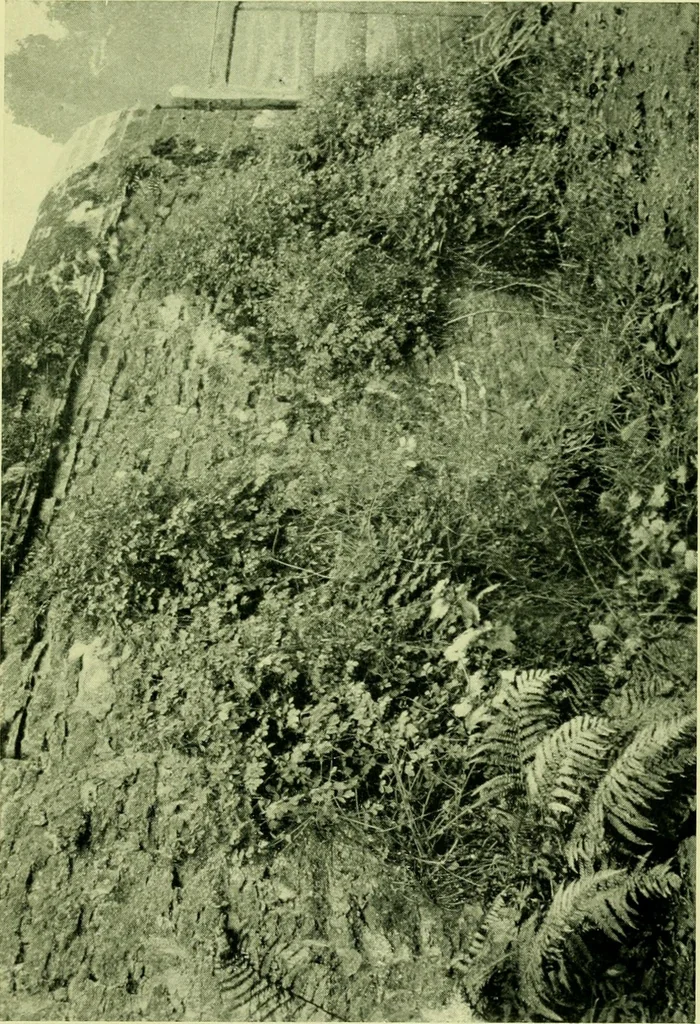 An illustration from Wall and water gardens, 1901, leaf 104