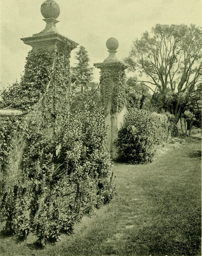 An illustration from Wall and water gardens, 1901, leaf 113