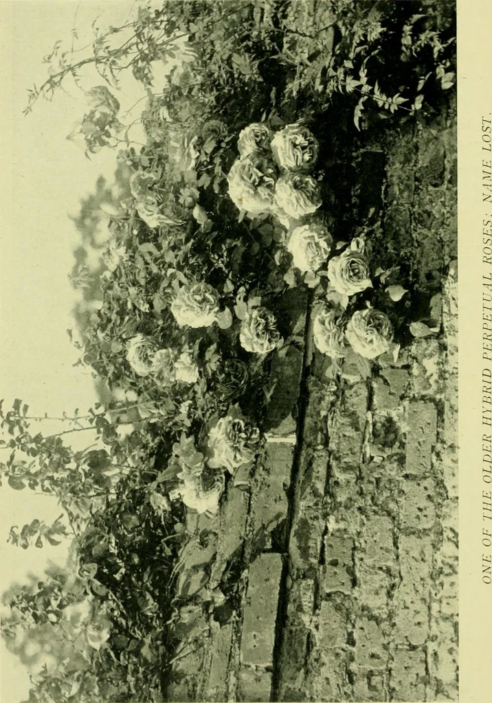 An illustration from Wall and water gardens, 1901, leaf 117