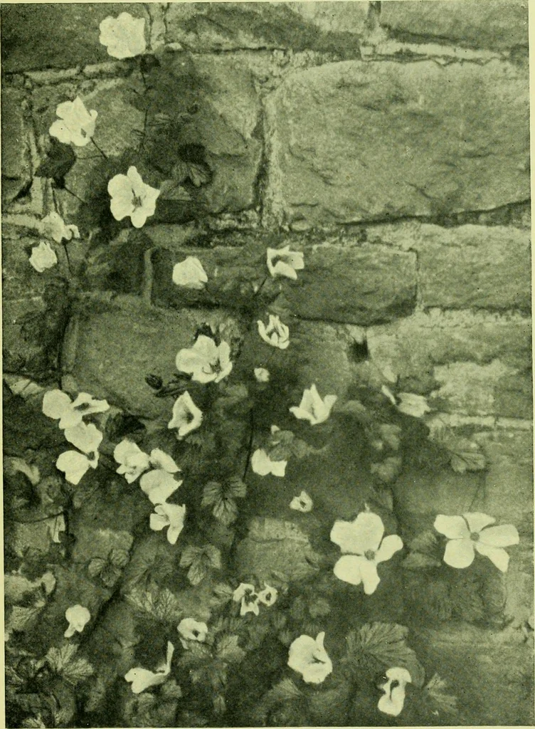An illustration from Wall and water gardens, 1901, leaf 120