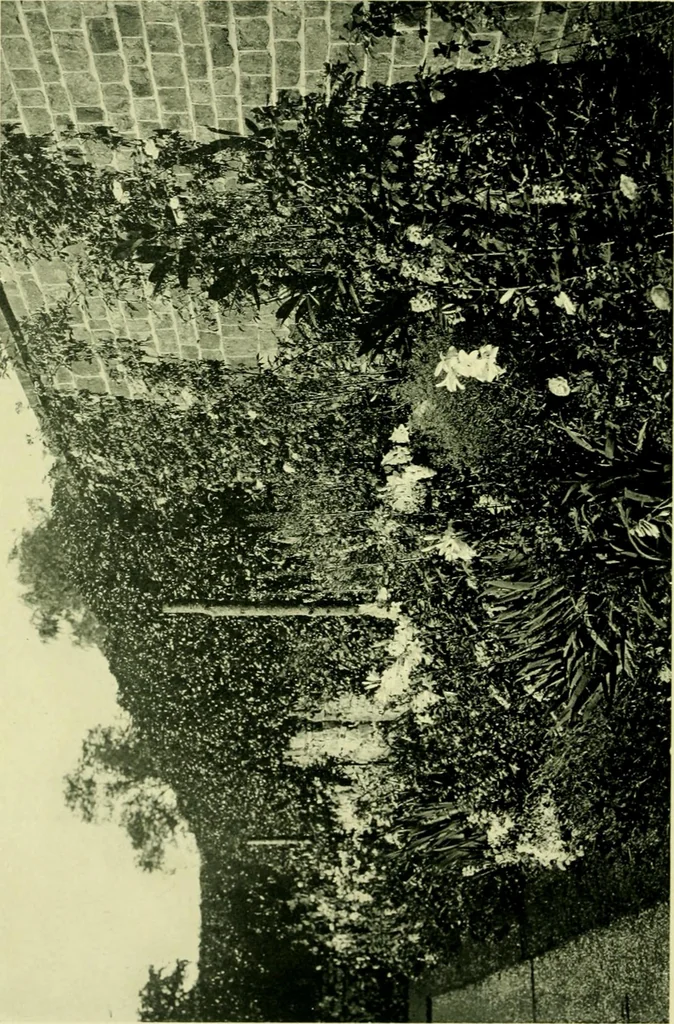 An illustration from Wall and water gardens, 1901, leaf 125