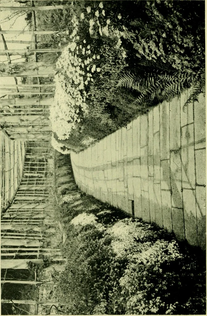 An illustration from Wall and water gardens, 1901, leaf 143