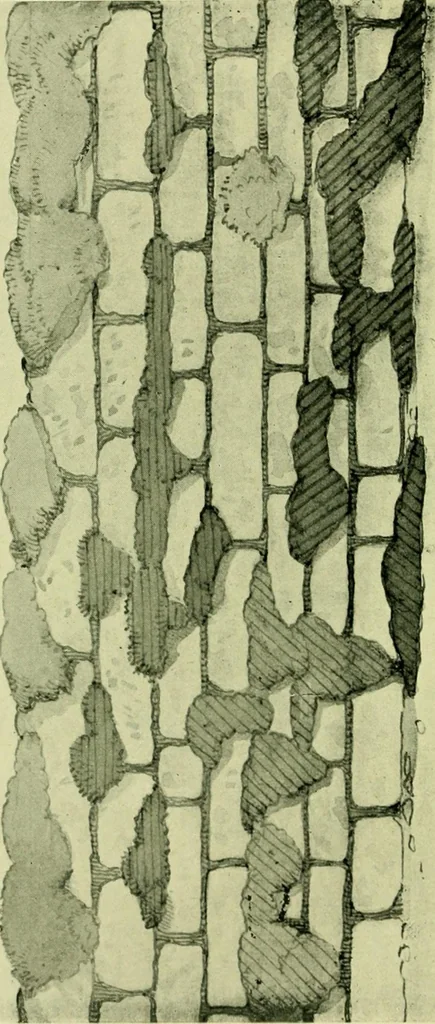 An illustration from Wall and water gardens, 1901, leaf 147