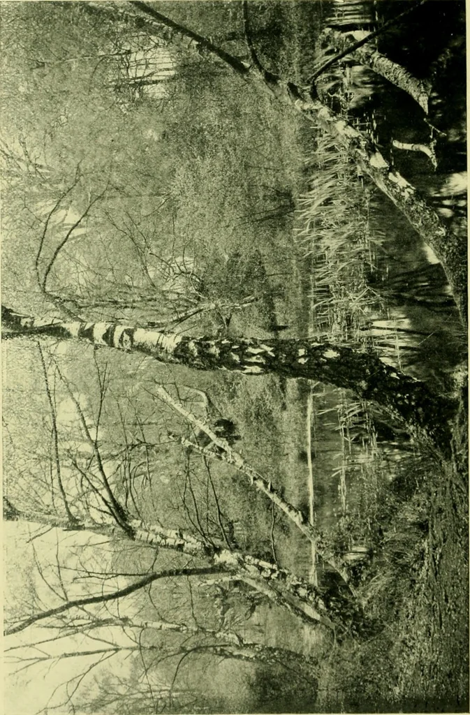 An illustration from Wall and water gardens, 1901, leaf 155