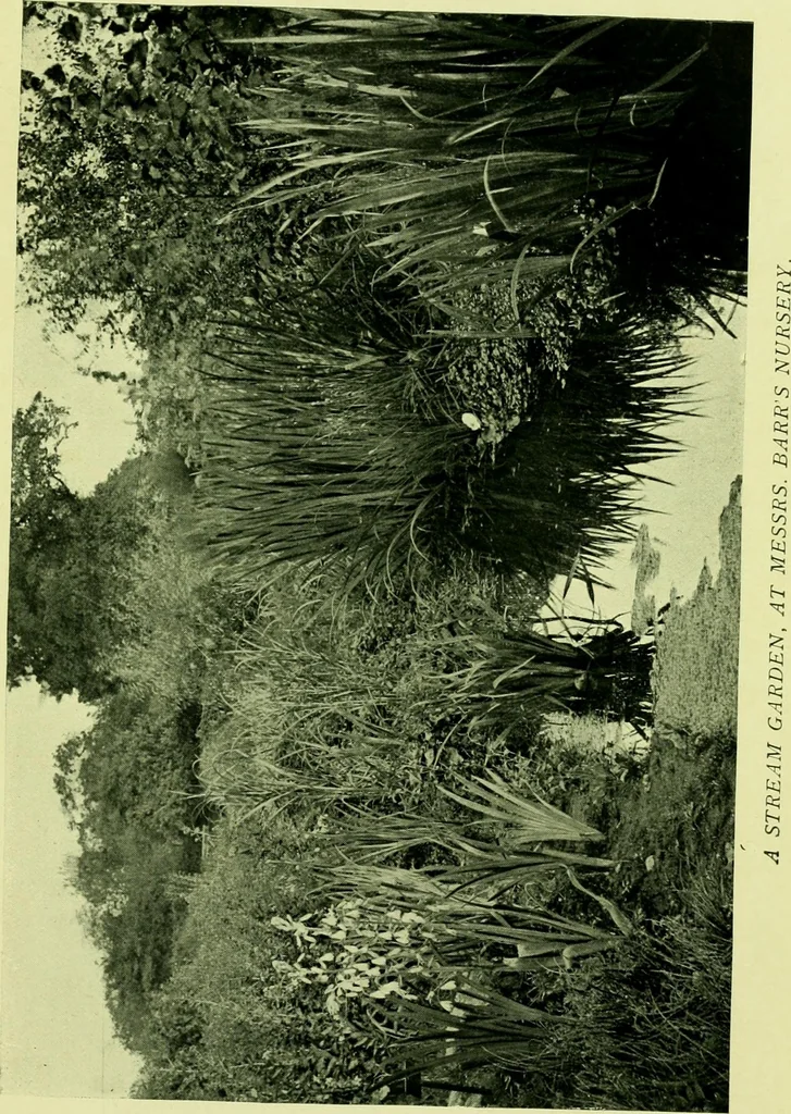 An illustration from Wall and water gardens, 1901, leaf 158