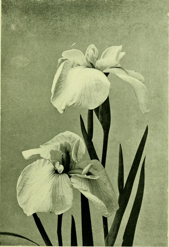 An illustration from Wall and water gardens, 1901, leaf 162