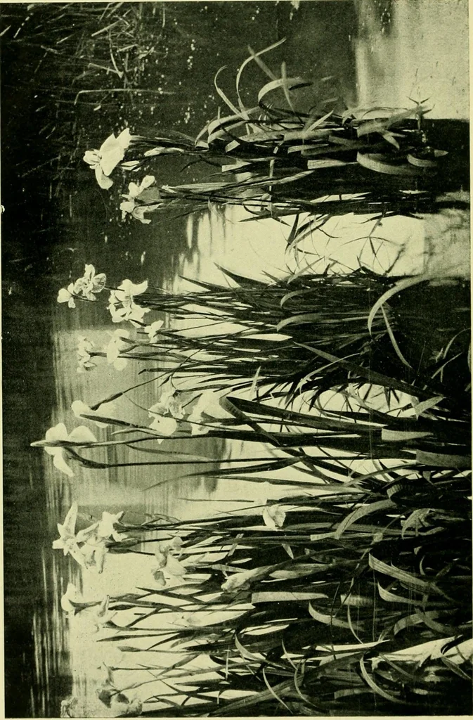 An illustration from Wall and water gardens, 1901, leaf 163