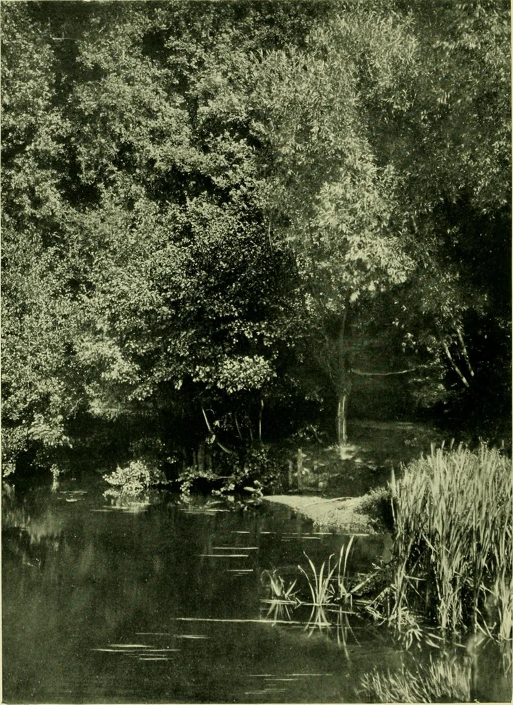 An illustration from Wall and water gardens, 1901, leaf 167
