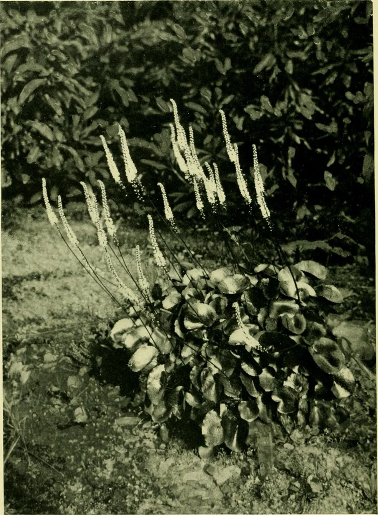 An illustration from Wall and water gardens, 1901, leaf 173