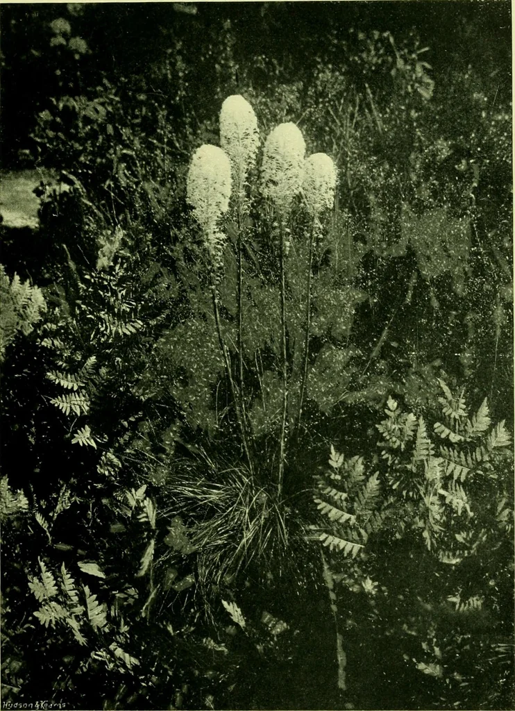 An illustration from Wall and water gardens, 1901, leaf 176